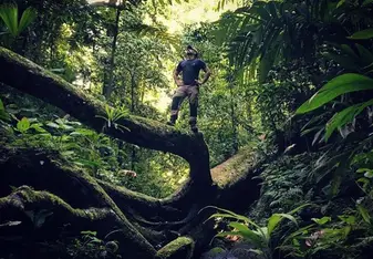King of the jungle