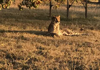 Cheetah 