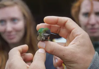 Caring for a hummingbird 