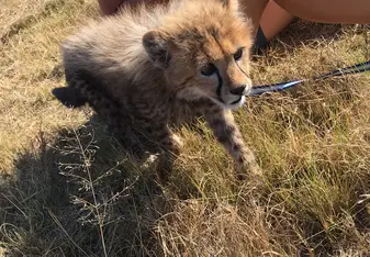 Ambassador in training 