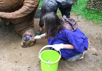 Elephant medicine