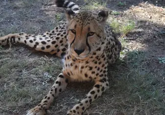 Cheetah