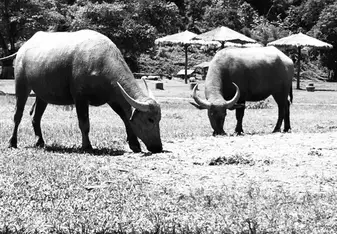Water Buffalo 