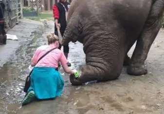 Cleaning elephant wounds! 