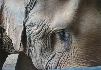 Loop does an outstanding job of appropriate contact with animals, including elephants!