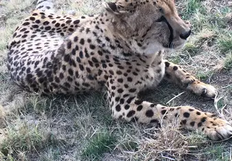 Nova 