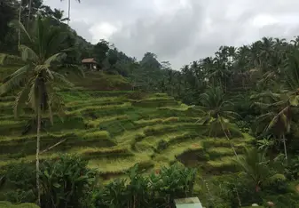 Tegallalang Rice Terrace