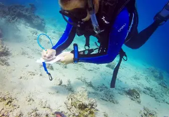 Diving and Survey Invertebrates 