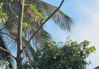 Collared Aracari at sunrise