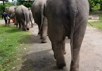 Elephants walking us to the river 