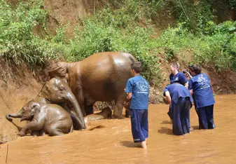Volunteers watch as elephants bathe.