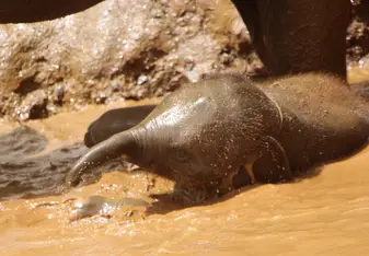 A young elephant bathes.