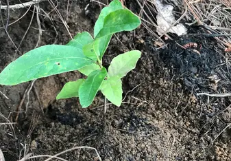 A seedling planted in the ground.