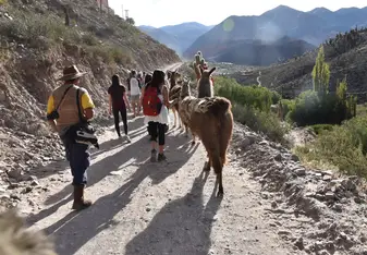 Llama walking in Jujuy