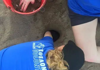 Relocating turtle nest