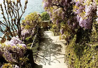 Lake Como Wisteria