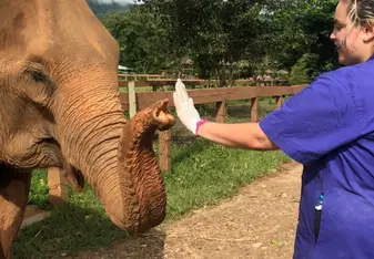 A woman high-fiving an elephant.
