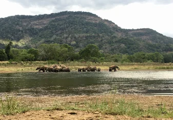 We saw over 50 elephants by the tank on this day! 