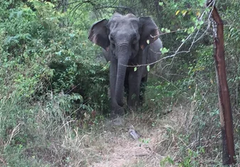 You get to visit the national park one afternoon and see lots of elephants up close! 