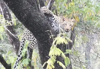 My first leopard sighting was in a tree ! She was stirring at the lions who just stole her impala kill