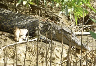 Salt Water Crocodile in the Daintree Rainforest 