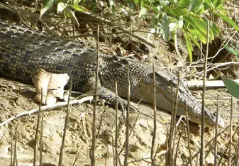 Salt Water Crocodile in the Daintree Rainforest 