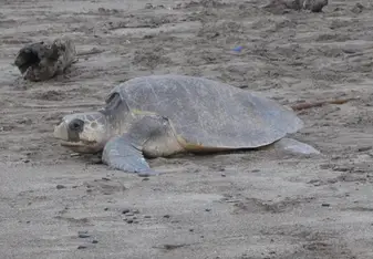 female Olive Ridley Sea Turtle