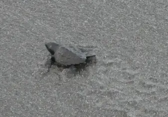 Olive Ridley hatchling