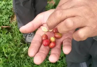 Learning about the realities of coffee fincas