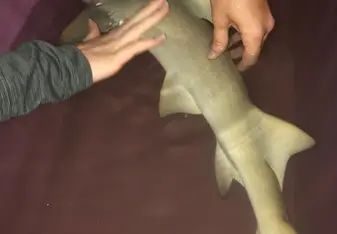 A young shark.