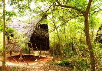 A hut in a forest.