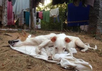 Cutest dogs ever at Sadhana Forest India