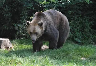 Bears of Libearty