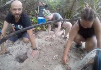 Turtle nest excavation