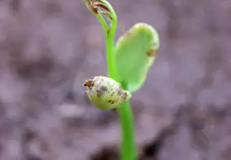 Seedling in the Nursery