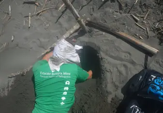 turtle nest research excavation