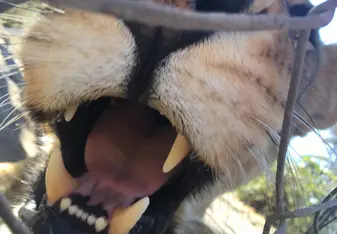Lion Time 