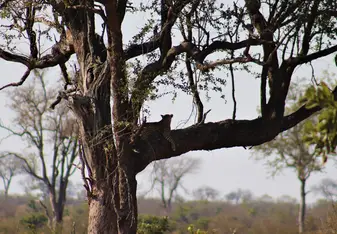 A cheetah resting in a tree branch.