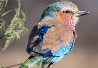 Lilliac breasted roller by Chris Jankow