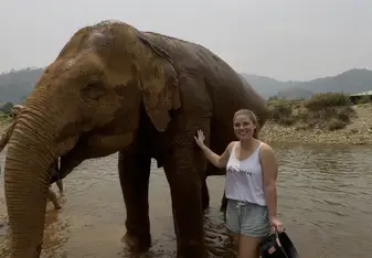Bathing elephants in Thailand