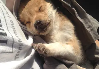 caring for sick puppies