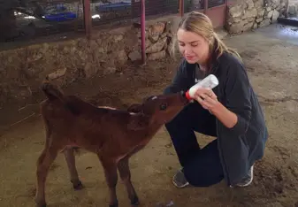 bottle feeding the calves 