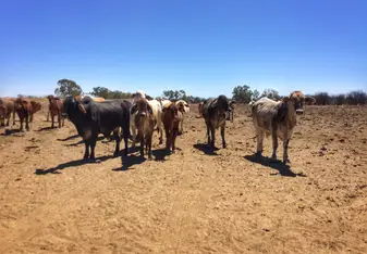 Cattle by the bore 