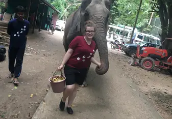 Walking an elephant freely.