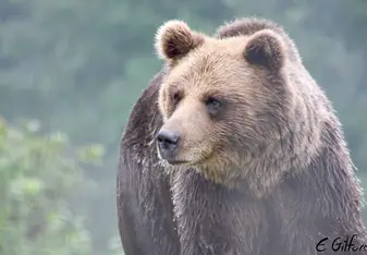 A bear.