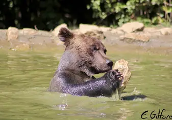 A bear bathing.