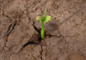 A seedling.