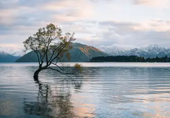 The Wanaka Tree