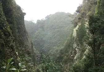 Windy Canyon on Great Barrier Island 