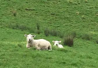 Sheep!